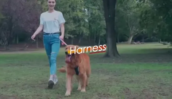 Chalecos para perros de gran tamaño de verano Diseñador de moda Ropa para mascotas Accesorios para mascotas